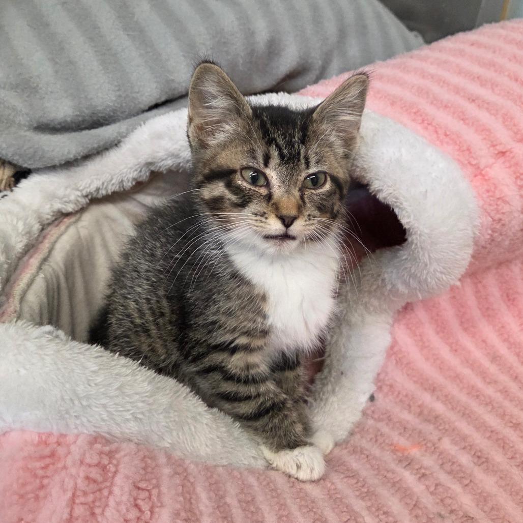 Enlarge Venetian, a Adoptable Domestic Short Hair in Pontiac, IL image 3/6