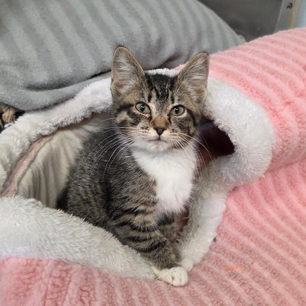 Enlarge Venetian, a Adoptable Domestic Short Hair in Pontiac, IL image 4/6