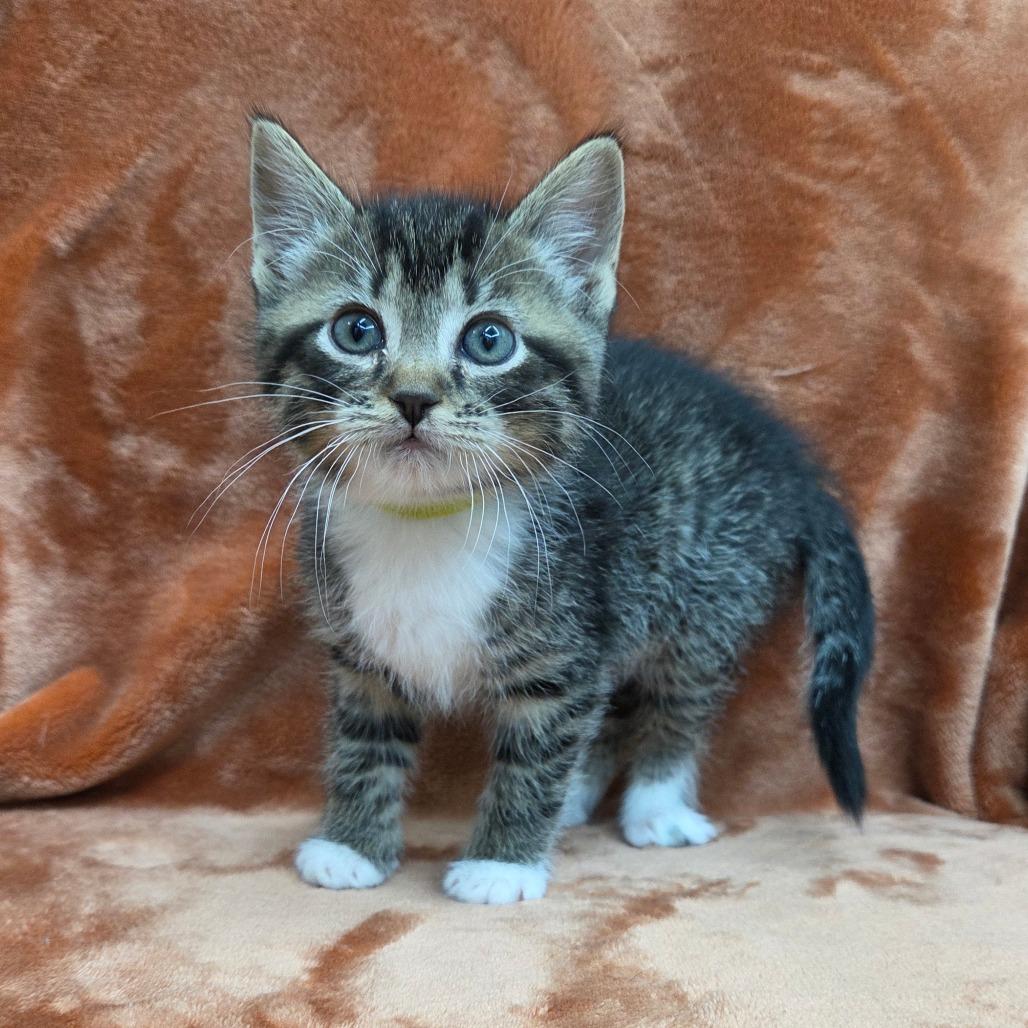 Enlarge Venetian, a Adoptable Domestic Short Hair in Pontiac, IL image 5/6