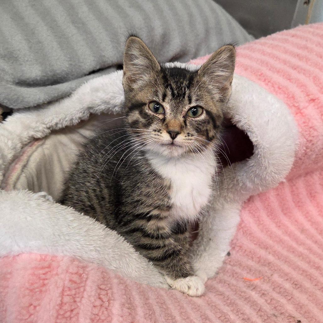 Enlarge Venetian, a Adoptable Domestic Short Hair in Pontiac, IL image 6/6