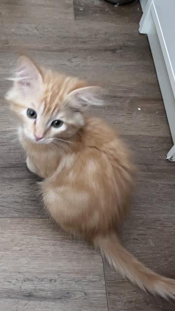 Ellie, Adopted, Kitten Female Domestic Medium Hair.