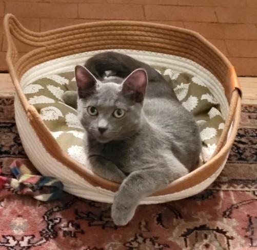 Enlarge Ash Mathews, a ADOPTABLE Domestic Short Hair in Denver, CO image 5/5