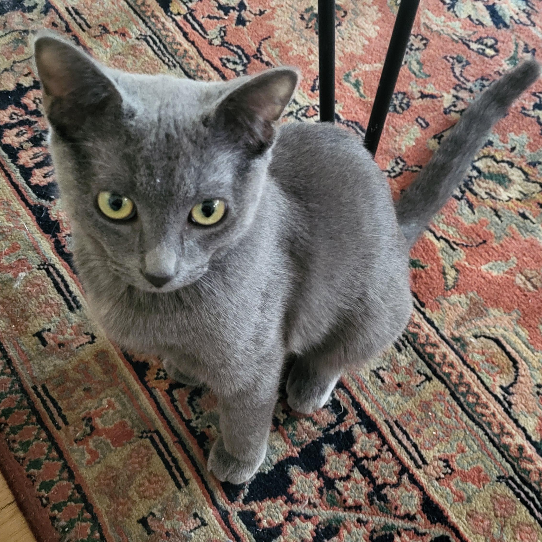 Enlarge Ash Mathews, a ADOPTABLE Domestic Short Hair in Denver, CO image 3/5