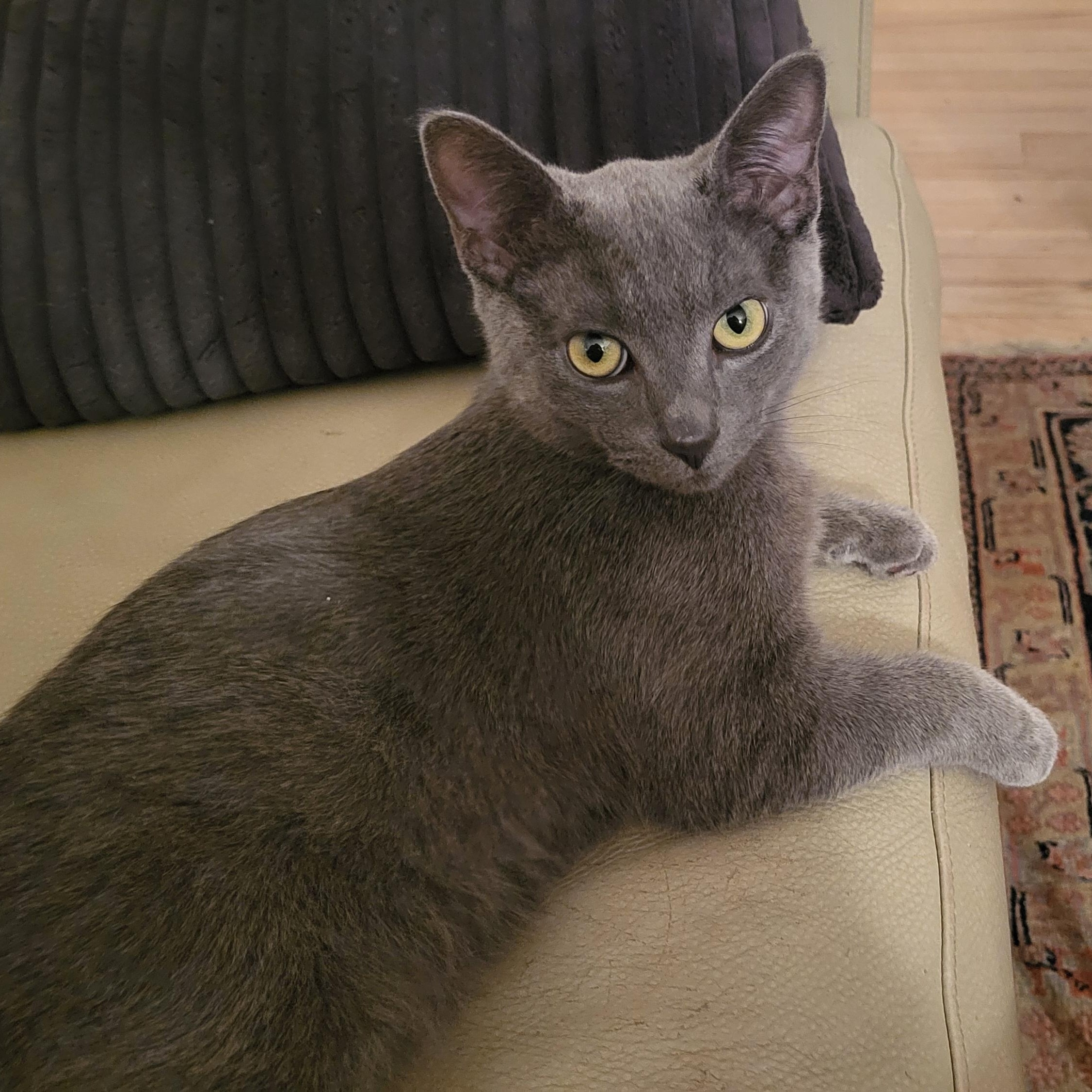 Enlarge Ash Mathews, a ADOPTABLE Domestic Short Hair in Denver, CO image 2/5