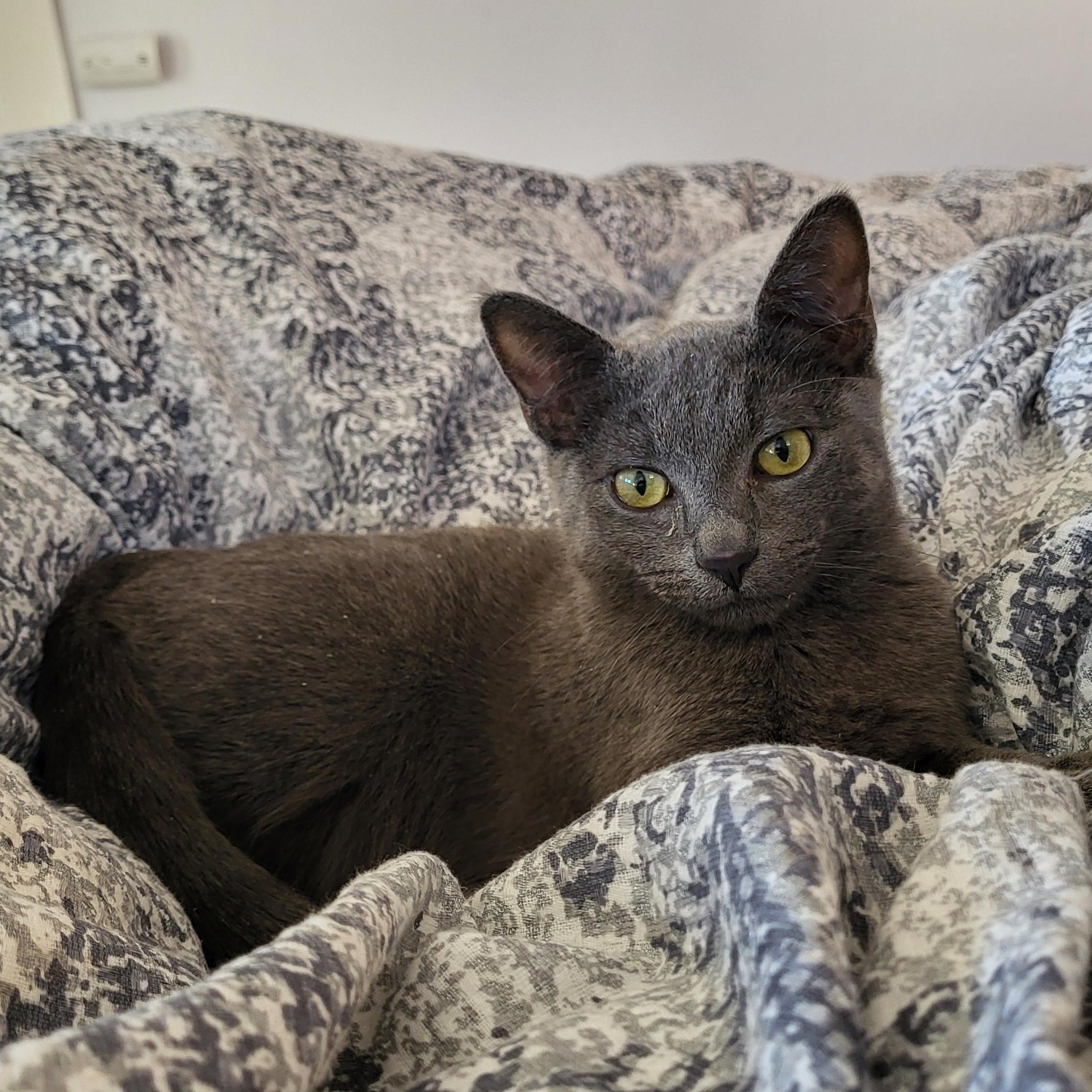 Enlarge Ash Mathews, a ADOPTABLE Domestic Short Hair in Denver, CO image 1/5