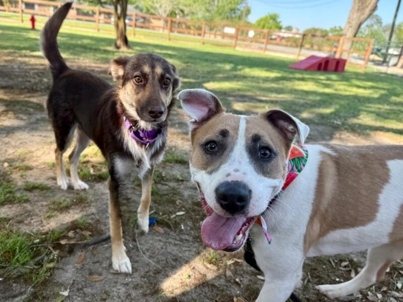 Aria The Girl With A Beautiful Smile — thumbnail 4