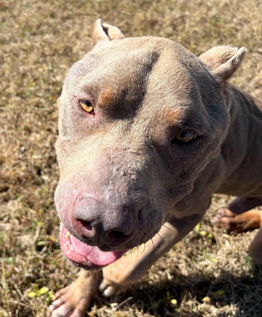 Ace, Adoptable, Adult Male American Staffordshire Terrier & Mixed Breed.