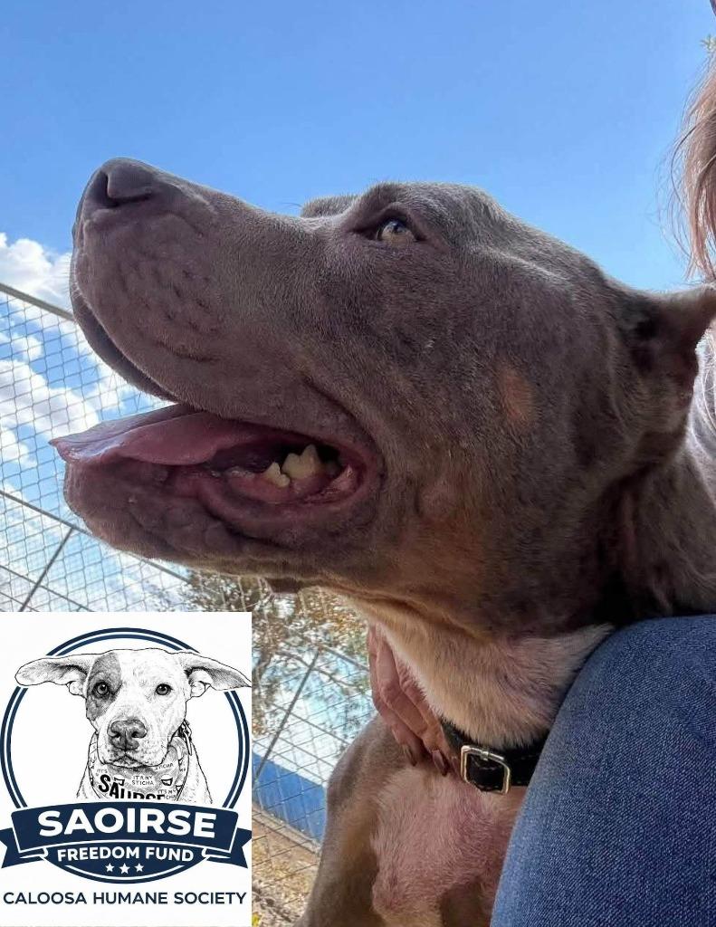 Enlarge Ace, a Adoptable mixed breed in Labelle, FL image 2/2