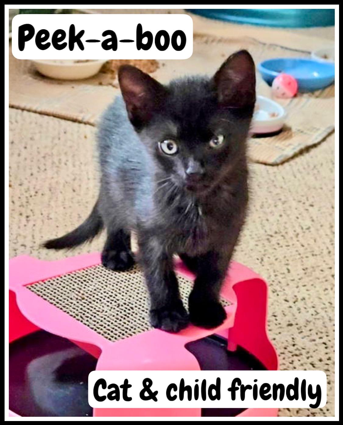 Peek-a-boo, Willow Grove PS (FCID 06/17/2025-123)