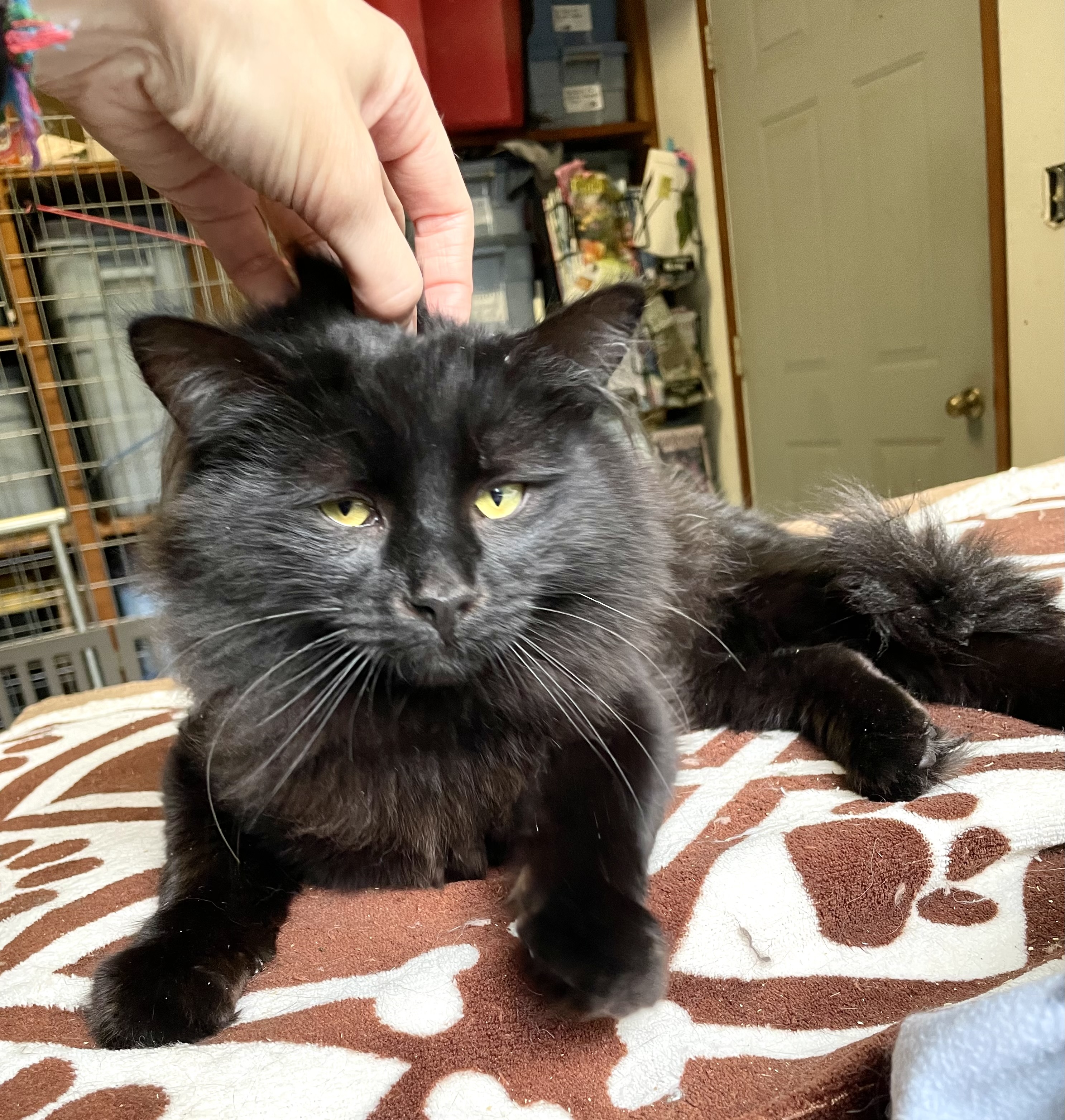 Privet, Adopted, Young Male Domestic Long Hair.