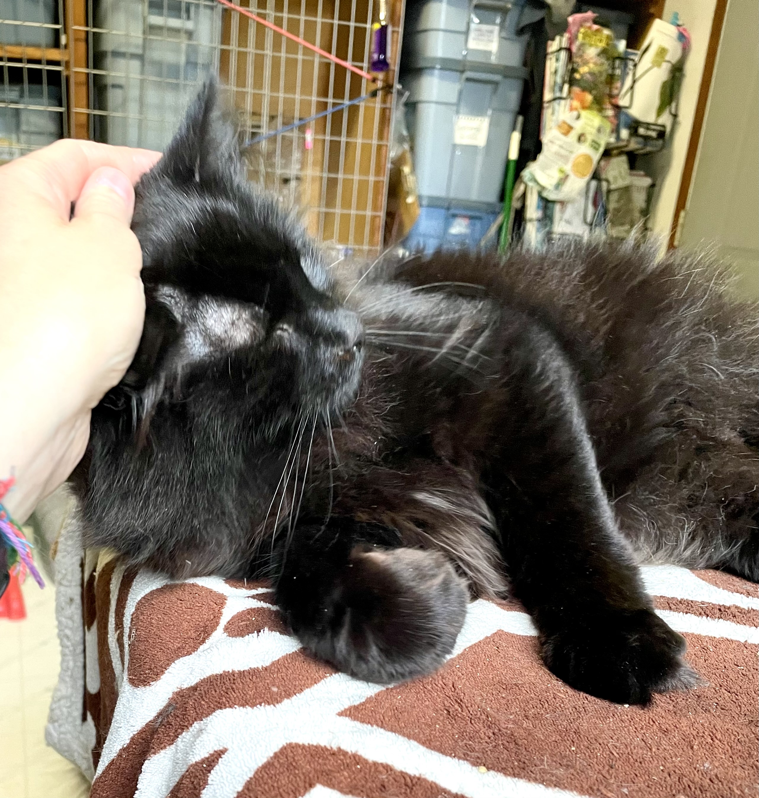 Privet, a Adopted Domestic Long Hair image 6/6