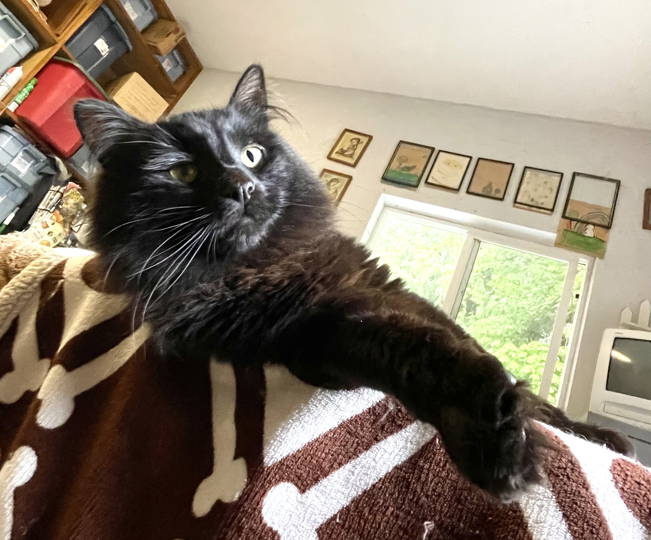 Privet, a Adopted Domestic Long Hair image 2/6