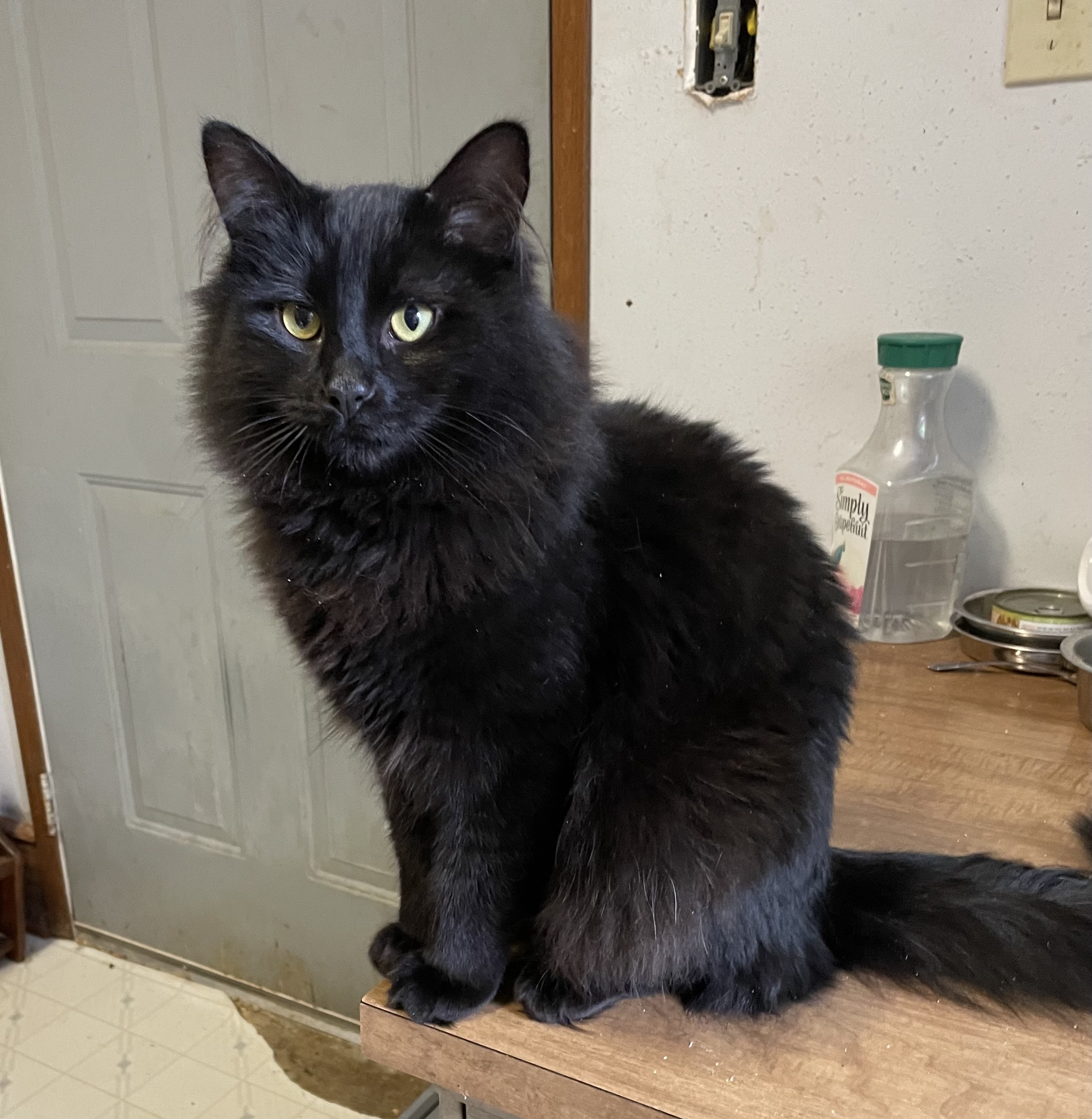 Privet, a Adopted Domestic Long Hair image 3/6