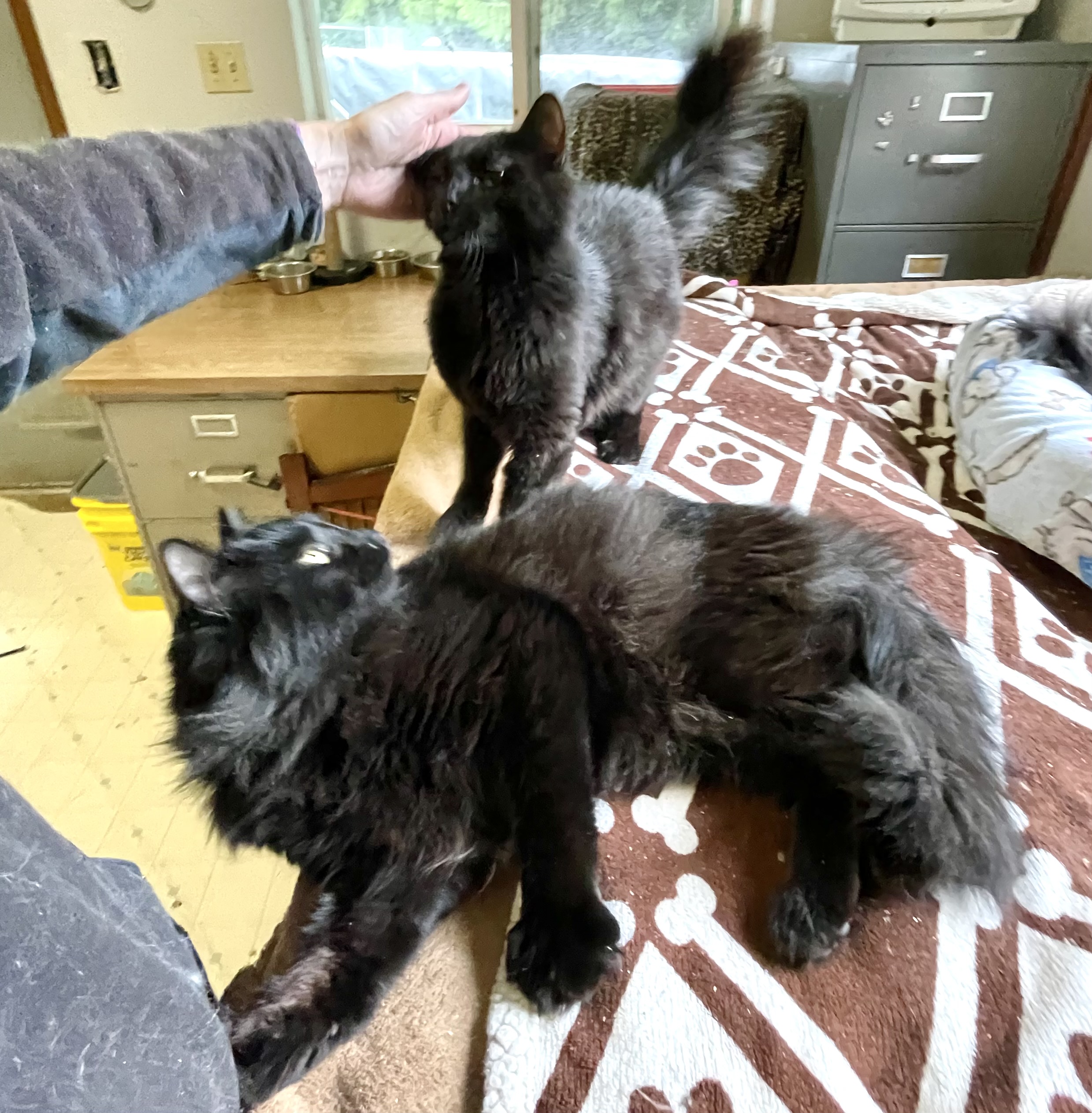 Privet, a Adopted Domestic Long Hair image 4/6