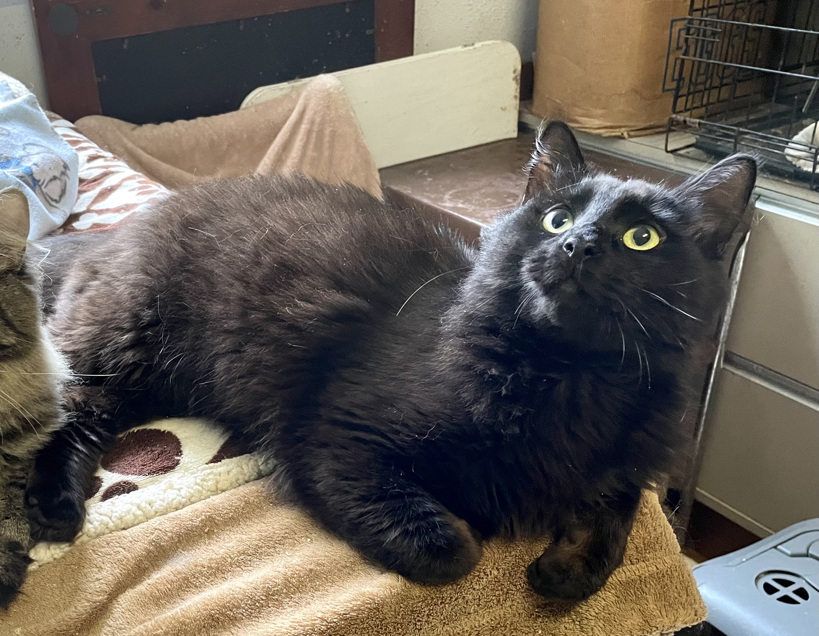 Privet, a Adopted Domestic Long Hair image 5/6