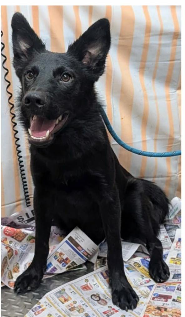 Click, Adopted, Young Male German Shepherd Dog.