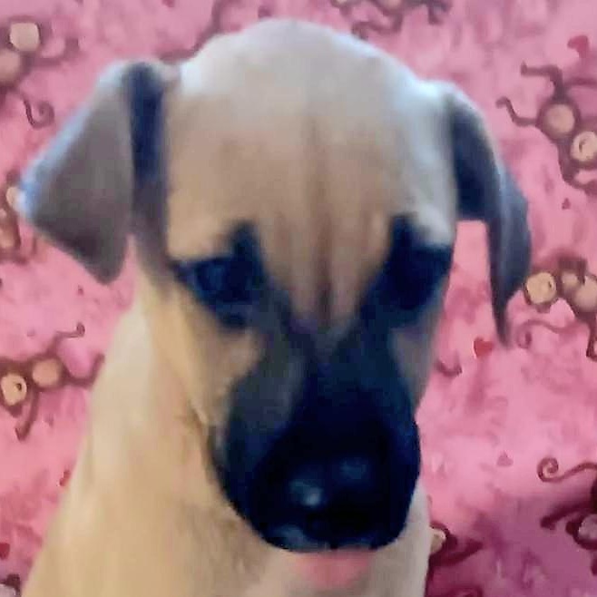 JACE In NY to meet & greet! Labrador Retriever Dog