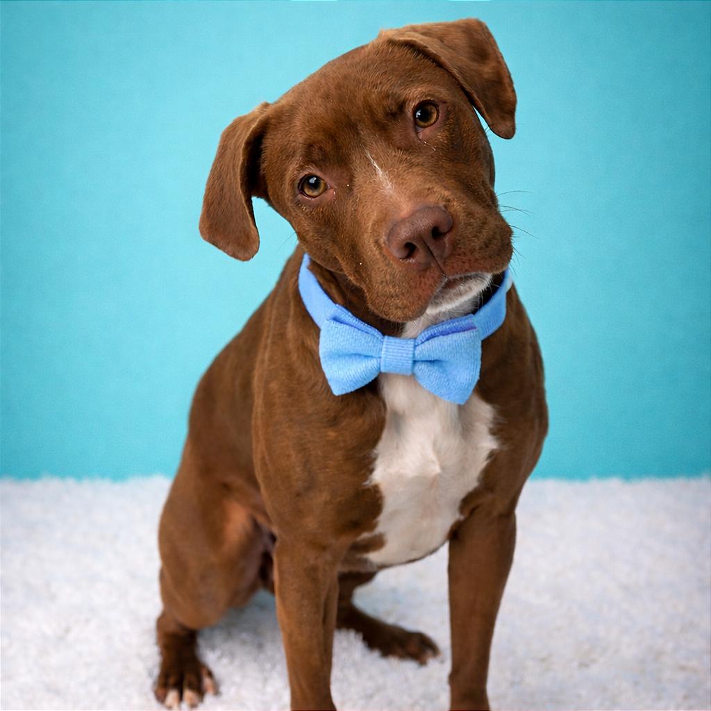 Enlarge Mary Kate, a Adoptable mixed breed in Binghamton, NY image 1/3