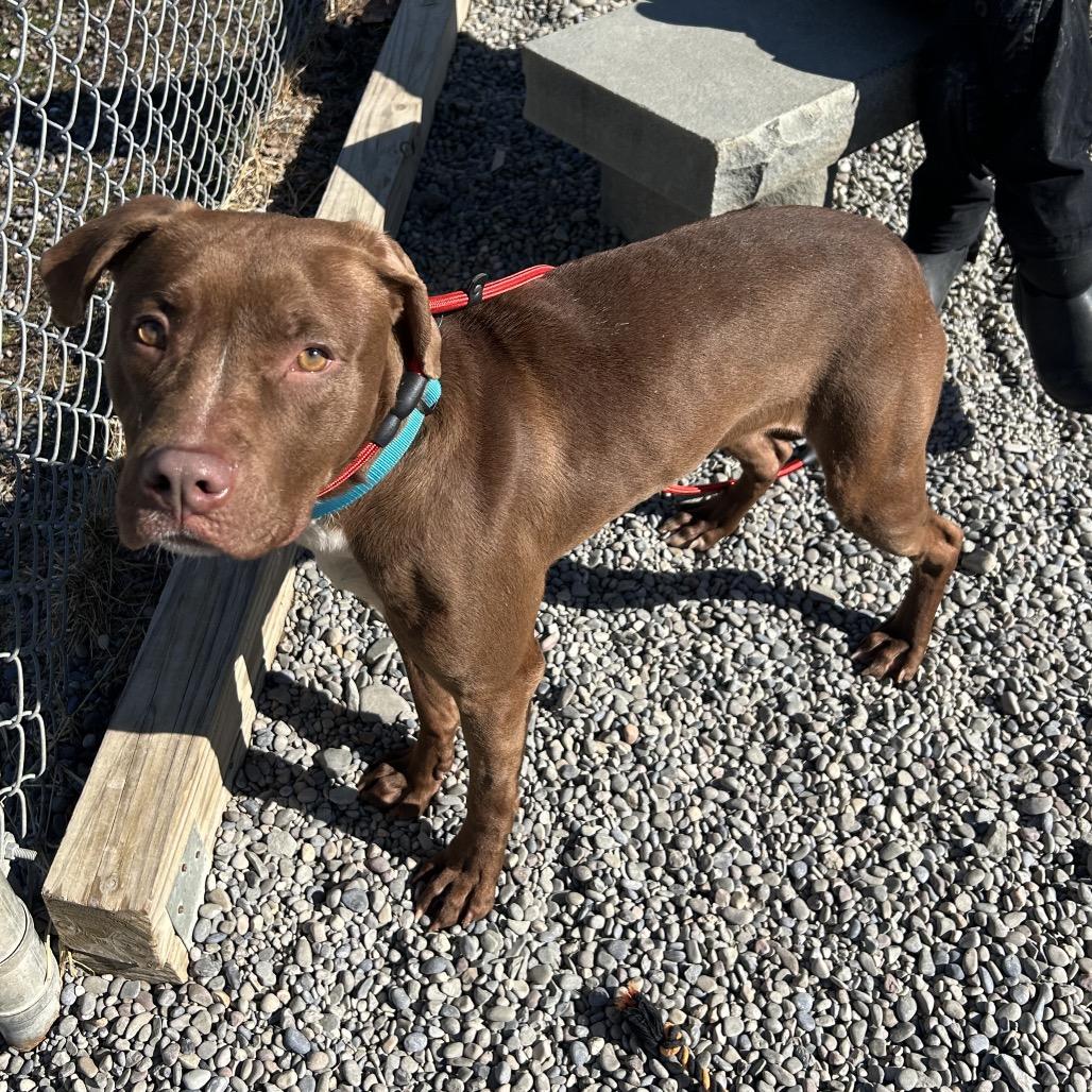 Enlarge Mary Kate, a Adoptable mixed breed in Binghamton, NY image 2/3
