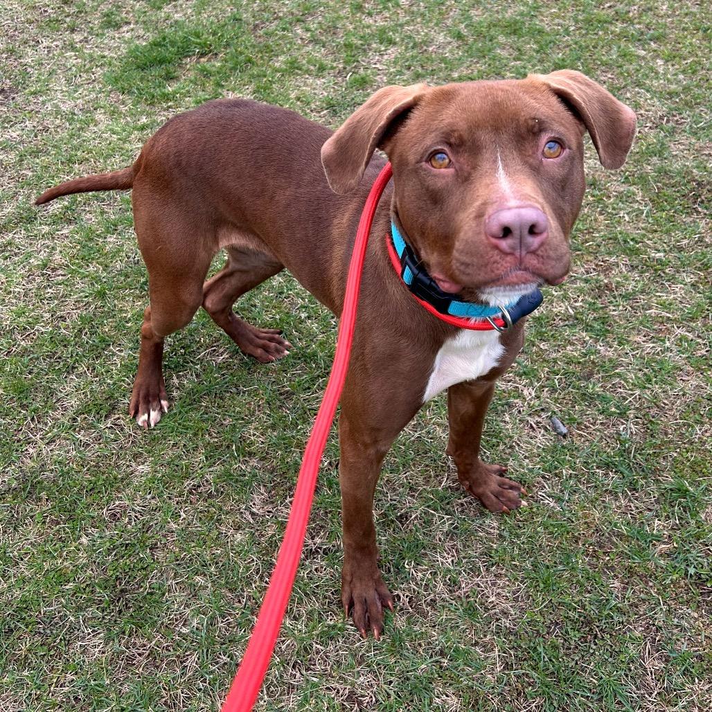 Enlarge Mary Kate, a Adoptable mixed breed in Binghamton, NY image 3/3