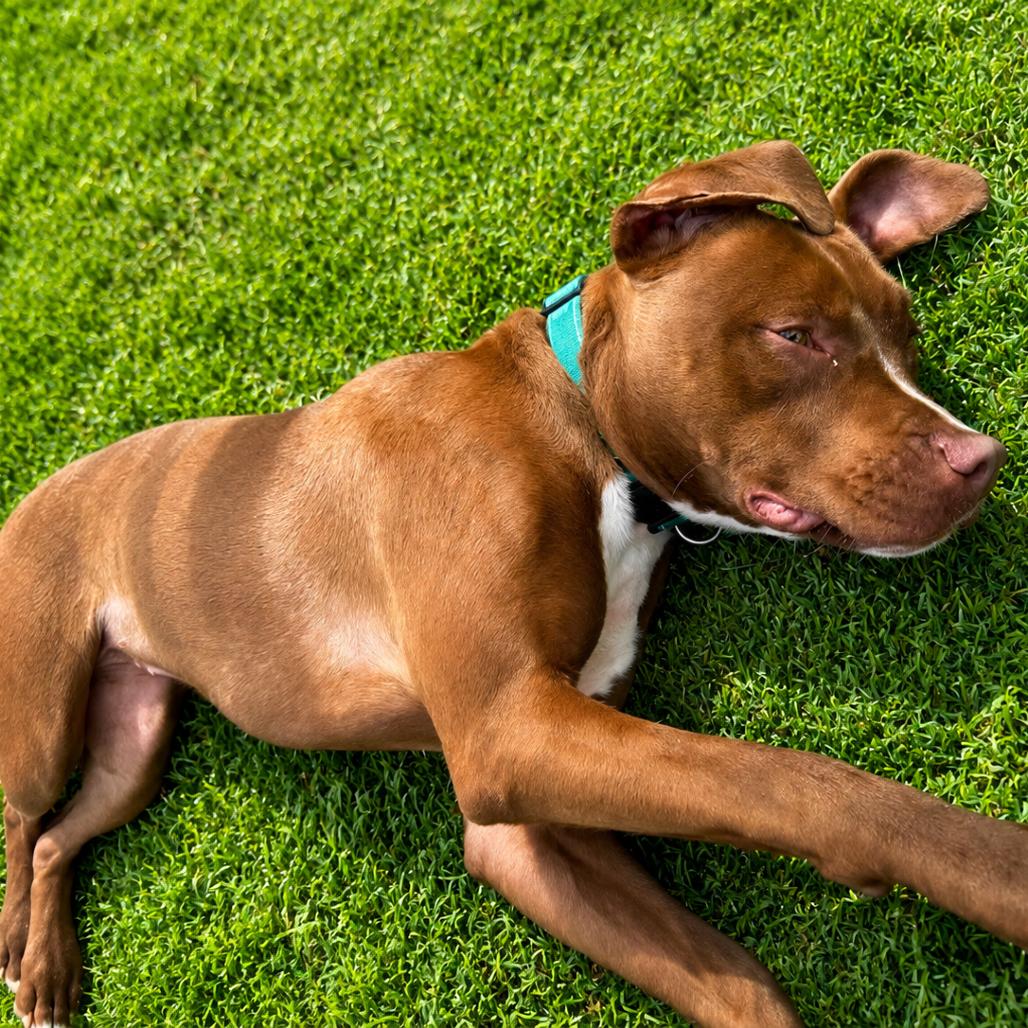 Mary Kate, a Adoptable mixed breed in Binghamton, NY image 4/5