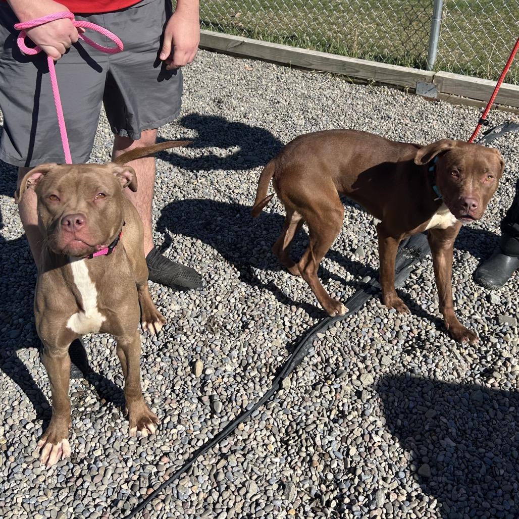 Mary Kate, a Adoptable mixed breed in Binghamton, NY image 5/5