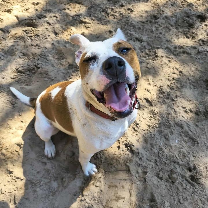 Hattie, an adoptable American Bully, Australian Cattle Dog / Blue Heeler in Manistique, MI, 49854 | Photo Image 3