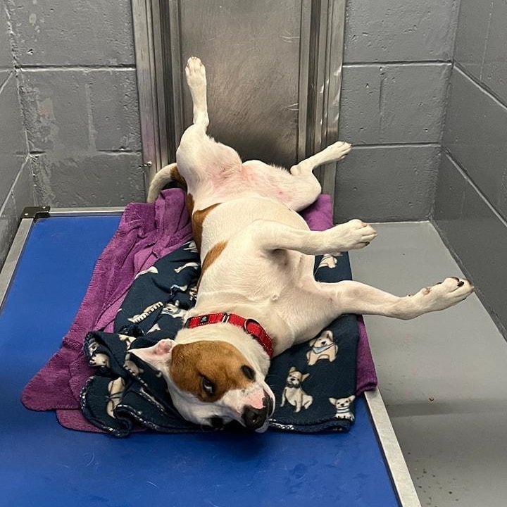 Hattie, an adoptable American Bully, Australian Cattle Dog / Blue Heeler in Manistique, MI, 49854 | Photo Image 2