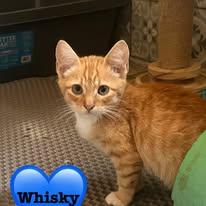 Enlarge WHISKEY, a Adopted mixed breed in Somerville, TX image 1/4