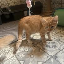 Enlarge WHISKEY, a Adopted mixed breed in Somerville, TX image 2/4