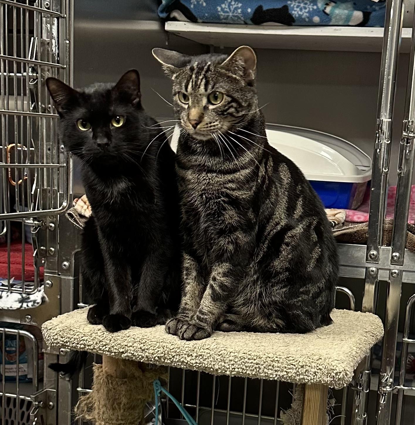 Enlarge Merris, a ADOPTABLE Domestic Short Hair in Stanhope, NJ image 2/2