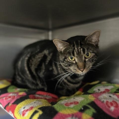 Enlarge Merris, a ADOPTABLE Domestic Short Hair in Stanhope, NJ image 1/2