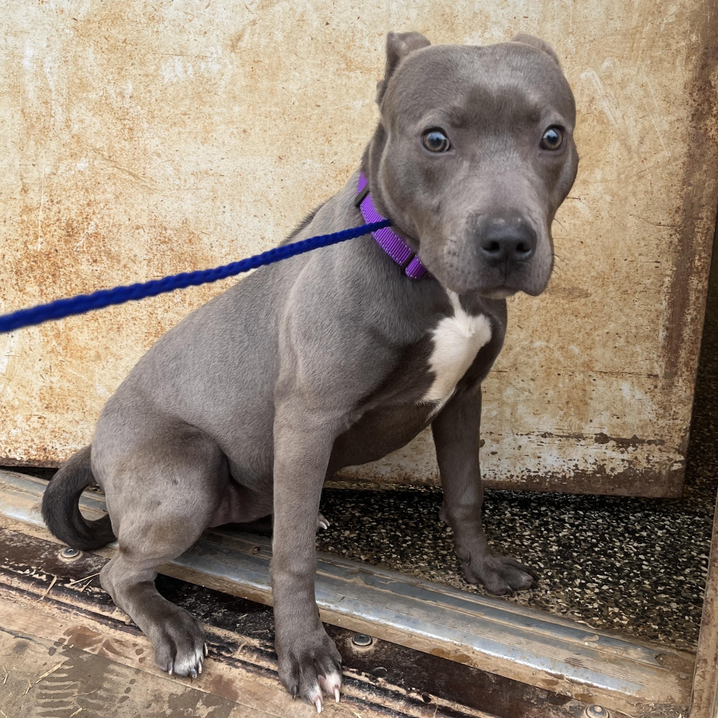 Tulula, adopted, Young Female Staffordshire Bull Terrier.