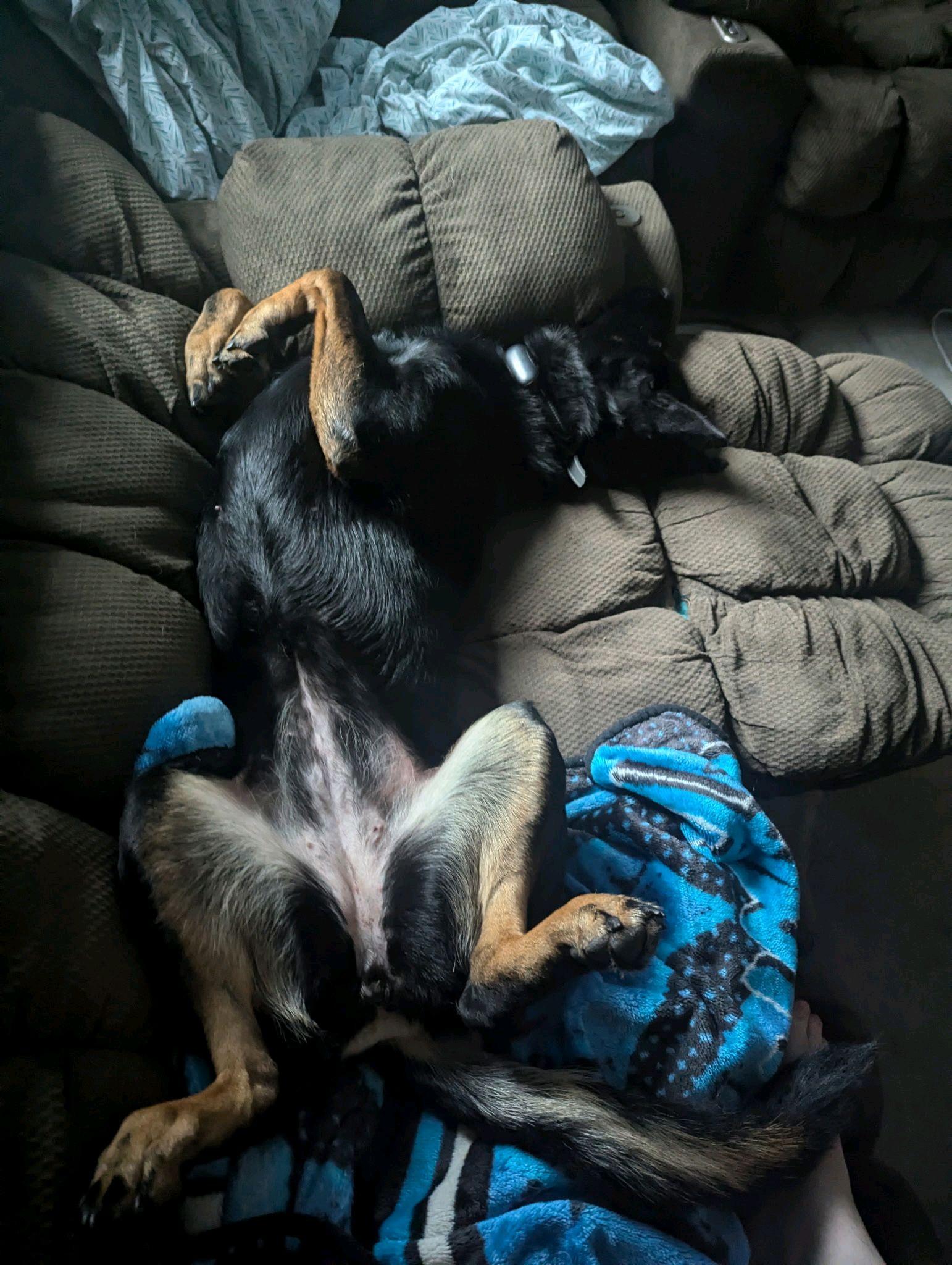 Enlarge Valkyrie, a Adoptable German Shepherd Dog in Stanley, NC image 2/5