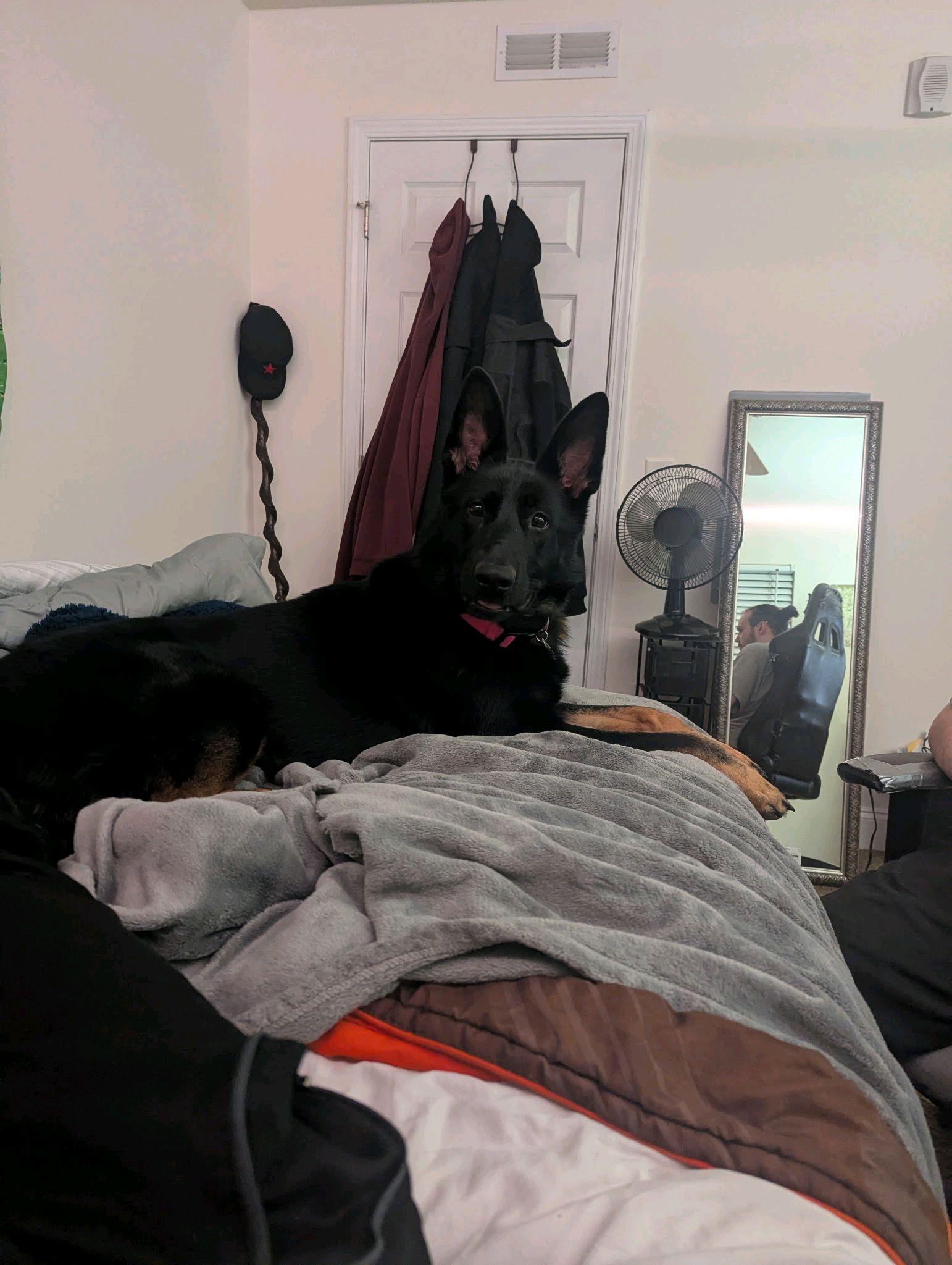Enlarge Valkyrie, a Adoptable German Shepherd Dog in Stanley, NC image 3/5