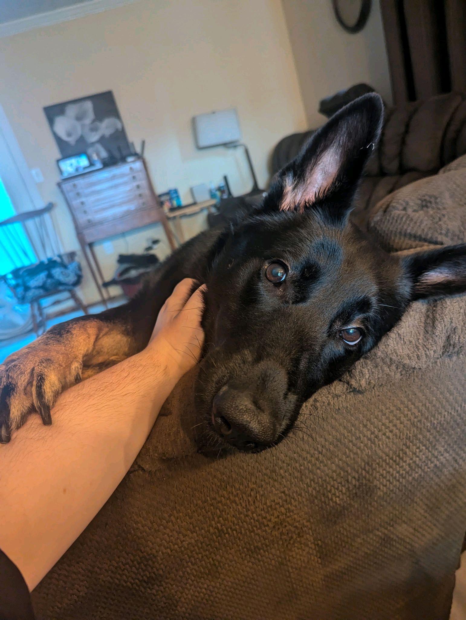 Valkyrie, Adoptable, Adult Female German Shepherd Dog.