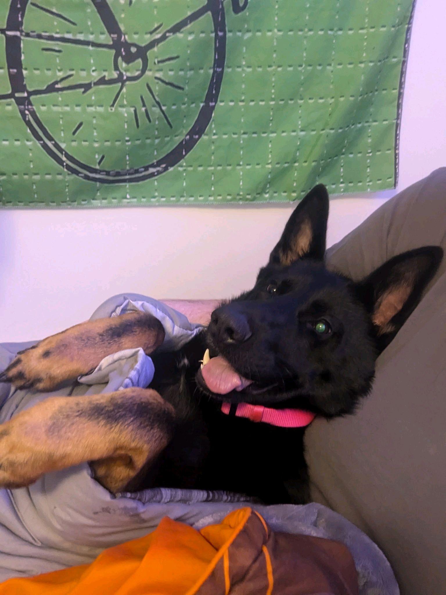 Enlarge Valkyrie, a Adoptable German Shepherd Dog in Stanley, NC image 4/5