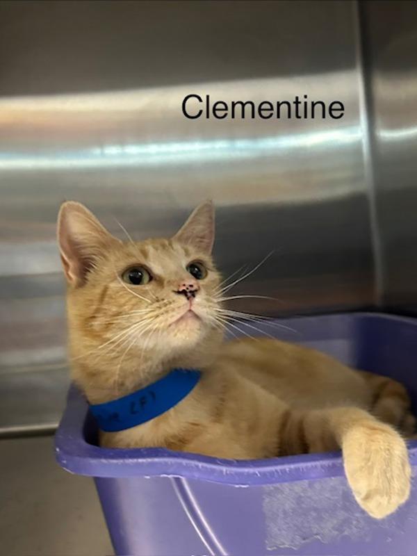 Clementine, Adoptable, Adult Female Domestic Short Hair.