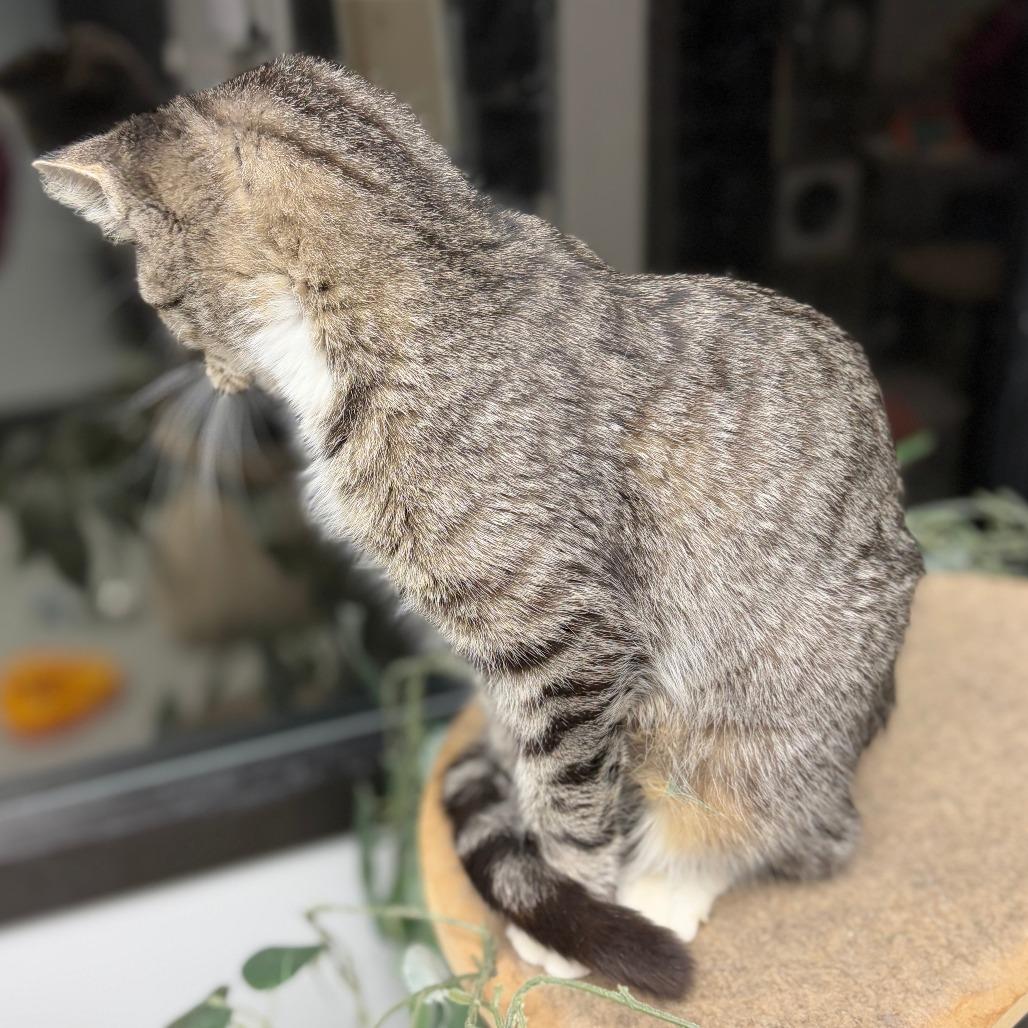 Lane Change, Adoptable, Young Female Domestic Short Hair.