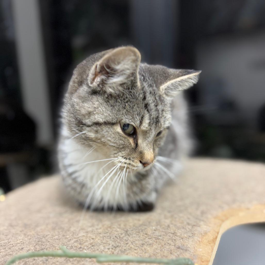 Enlarge Lane Change, a Adoptable Domestic Short Hair in Monticello, IA image 3/6
