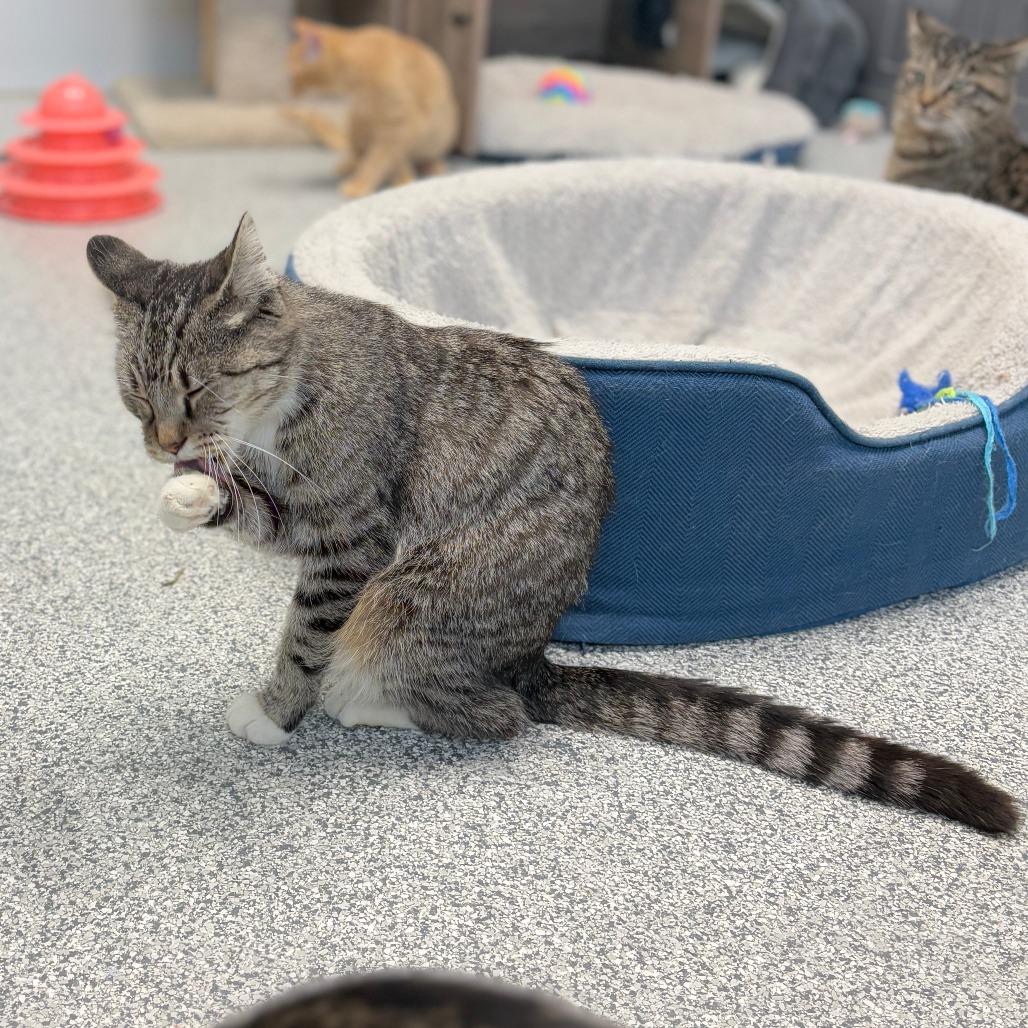 Enlarge Lane Change, a Adoptable Domestic Short Hair in Monticello, IA image 6/6