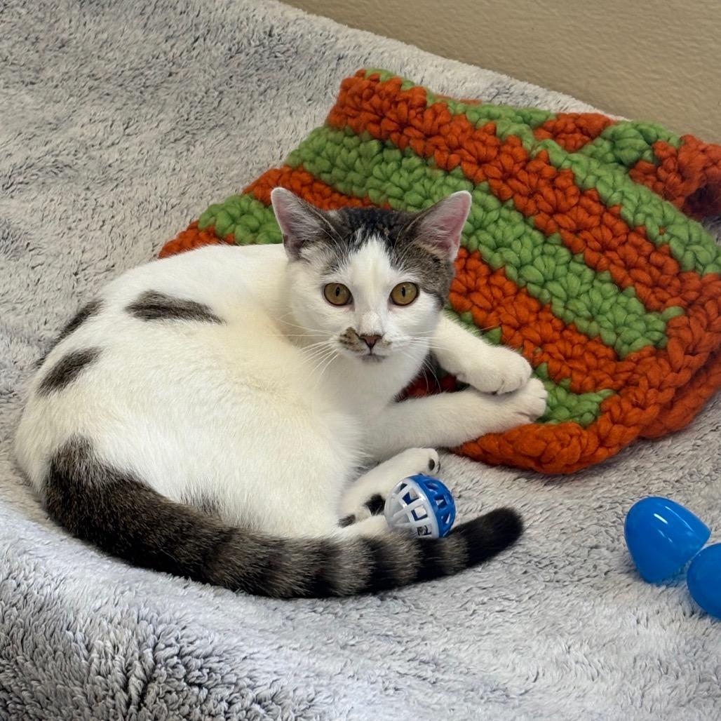 Hannah, Adoptable, Young Female Domestic Short Hair.