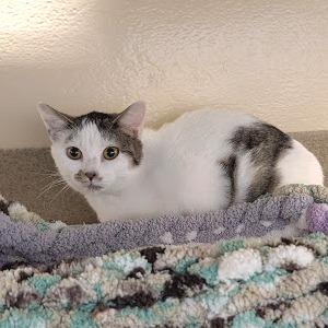 Enlarge Hannah, a Adoptable Domestic Short Hair in Birdsboro, PA image 2/3