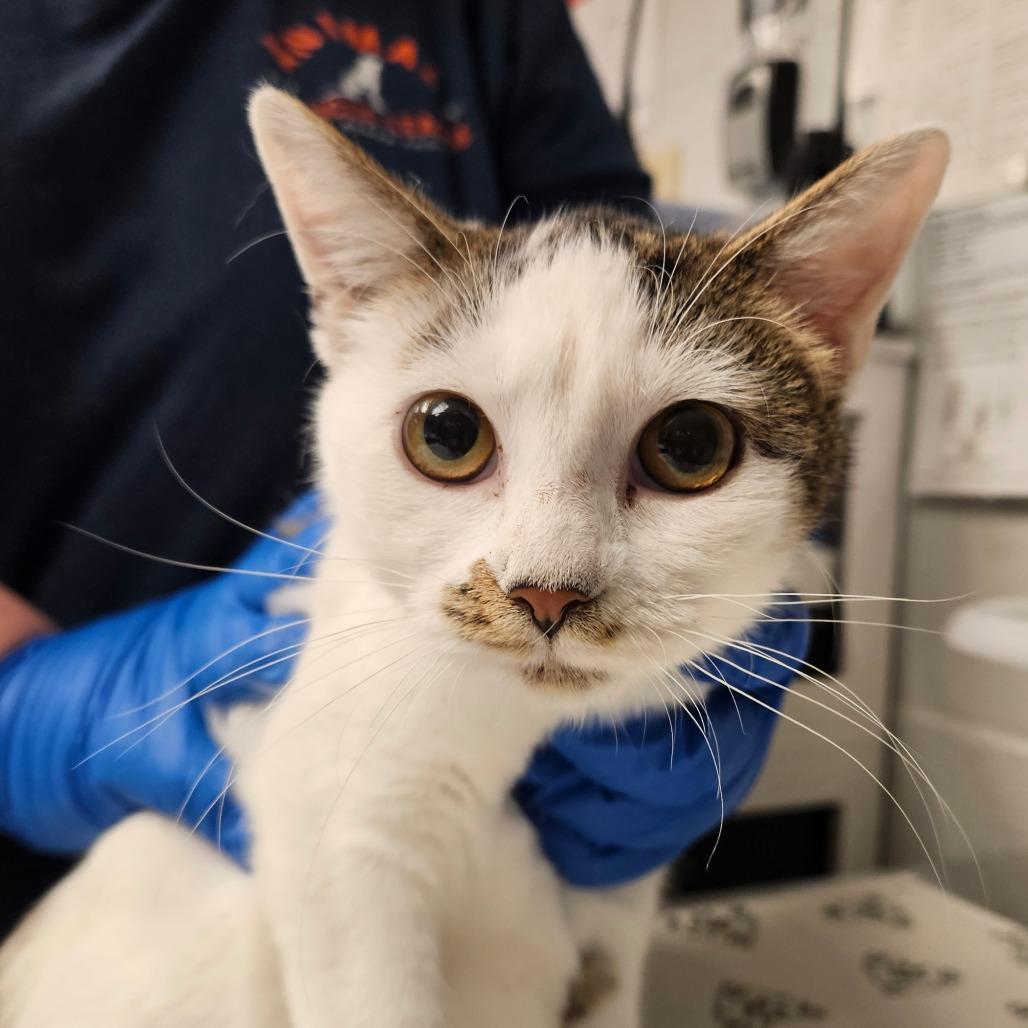 Enlarge Hannah, a Adoptable Domestic Short Hair in Birdsboro, PA image 3/3