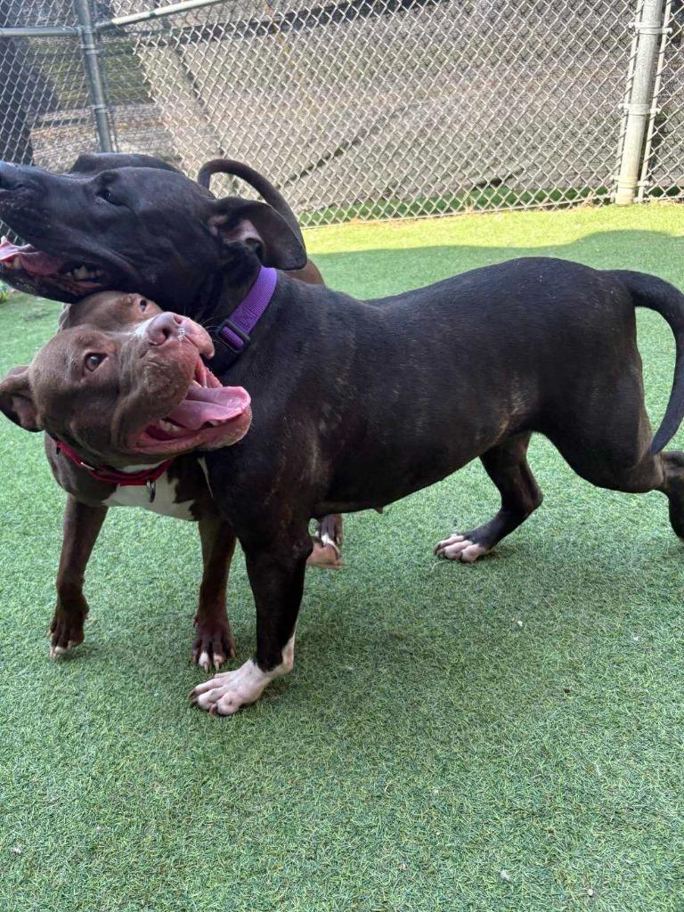 Raven, Adoptable, Young Female Pit Bull Terrier & Terrier.