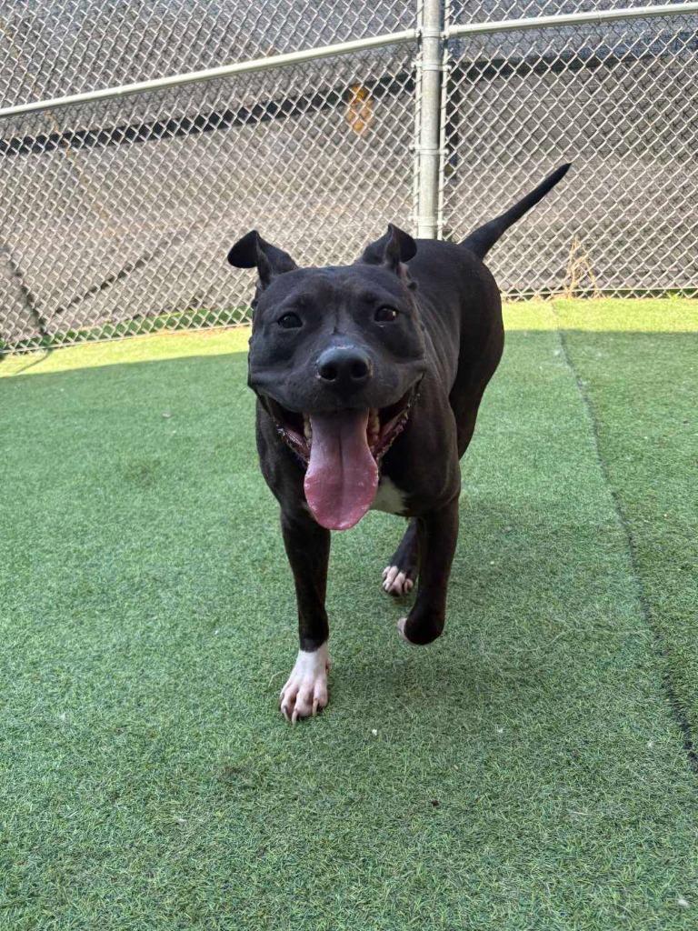 Raven, a Adoptable mixed breed in New Kensington, PA image 3/6