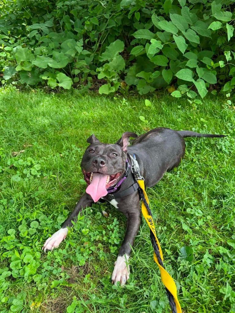 Raven, a Adoptable mixed breed in New Kensington, PA image 4/6
