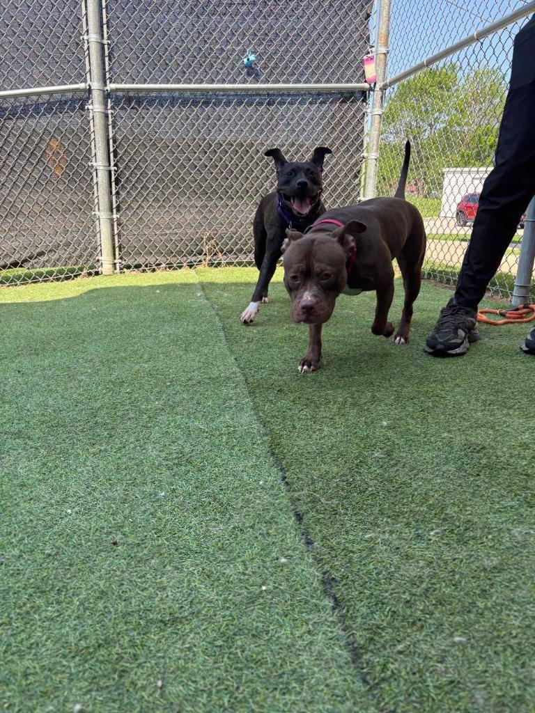 Raven, a Adoptable mixed breed in New Kensington, PA image 5/6