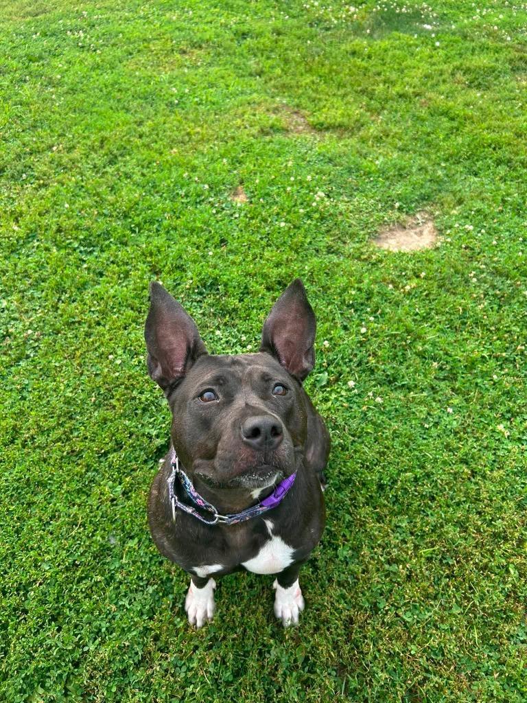 Raven, a Adoptable mixed breed in New Kensington, PA image 5/6
