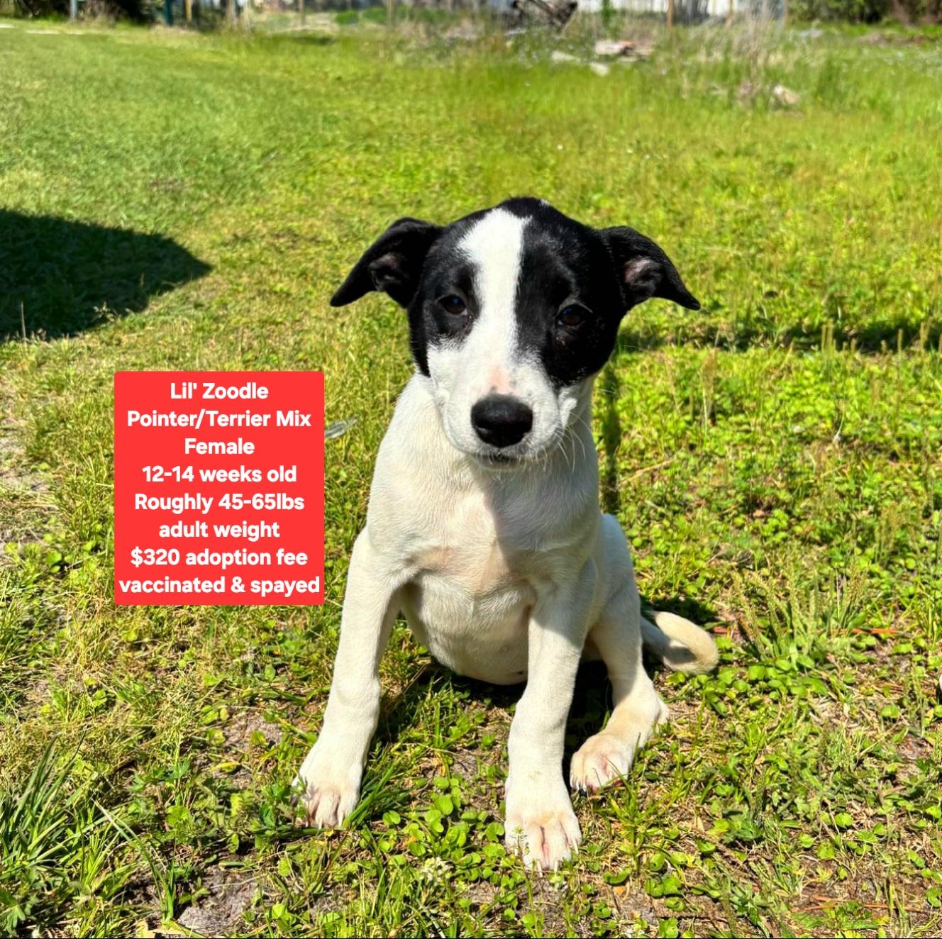 Enlarge Lil' Zoodle, a ADOPTABLE mixed breed in Oviedo, FL image 1/1